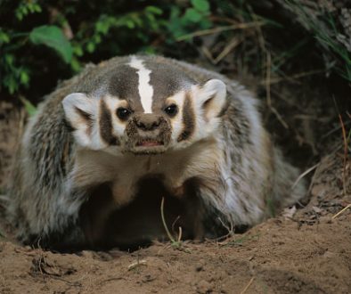 Angry Badger