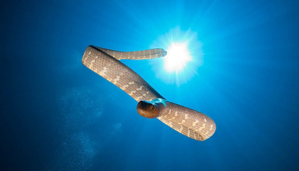Chinese Sea Snake, Laticauda semifasciata, Kai Islands, Moluccas, Indonesia