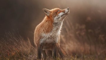 Fox looking up