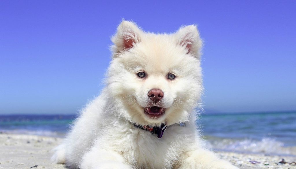 adorable animal beach canine