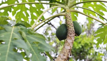 green papaya fruit